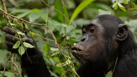Chimpanzees Drinking an Amount Equal of an Alcoholic Beverage Each Day from Ripe Produce, Investigation Finds