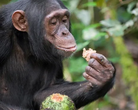 Apes Consume Daily Ethanol Equivalent to a Lager from Ripe Fruit