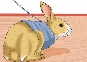 how to walk a rabbit